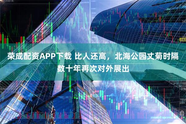 荣成配资APP下载 比人还高，北海公园丈菊时隔数十年再次对外展出